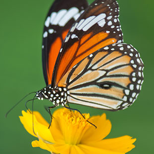 monarch butterfly